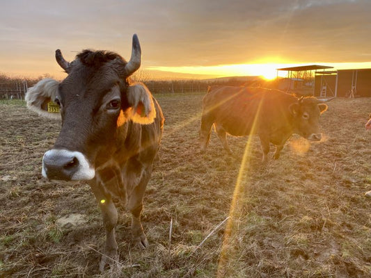 Grundsätze unserer Tierhaltung