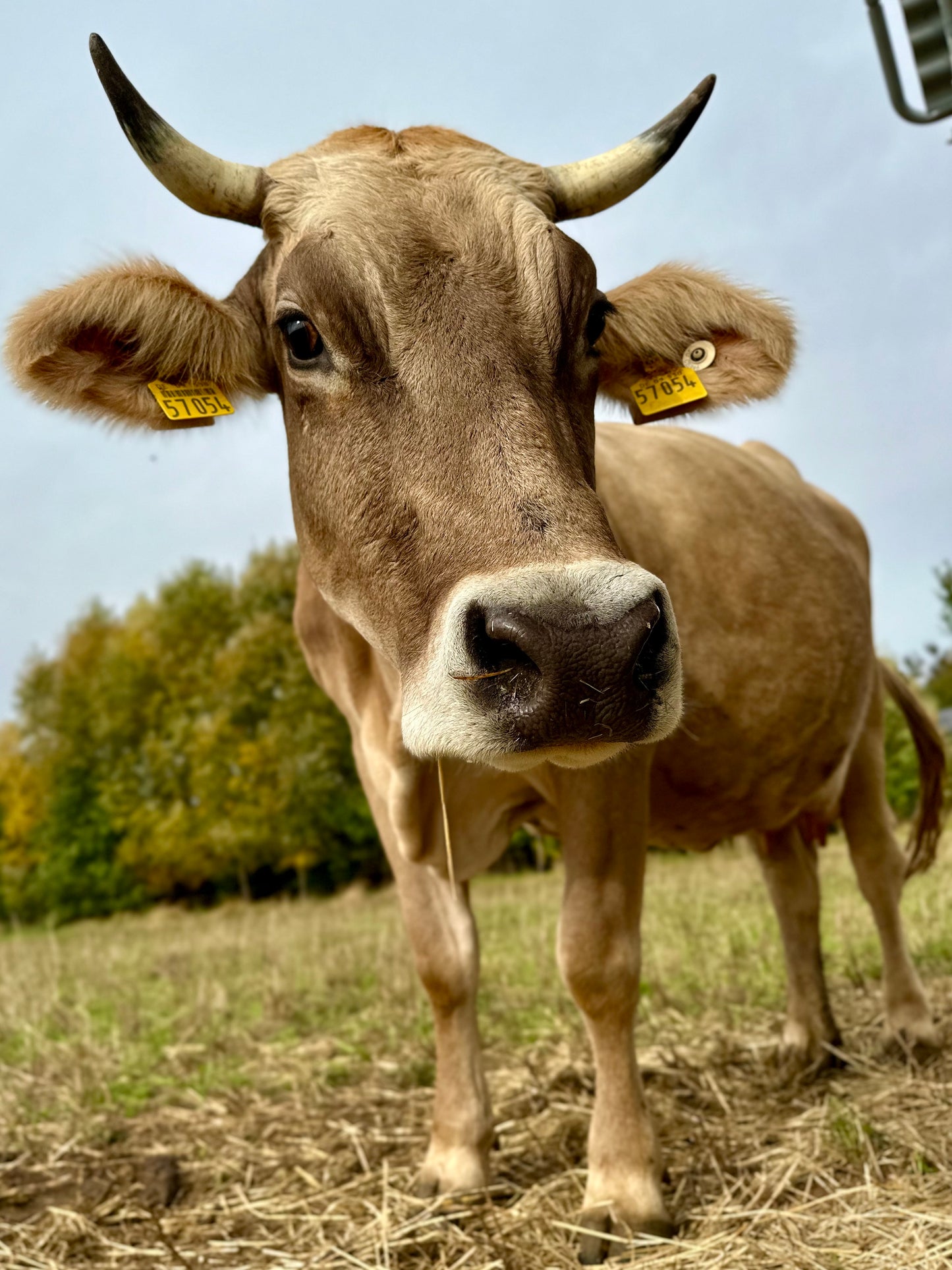 Kleine Käsekiste - Abholung Freiburg