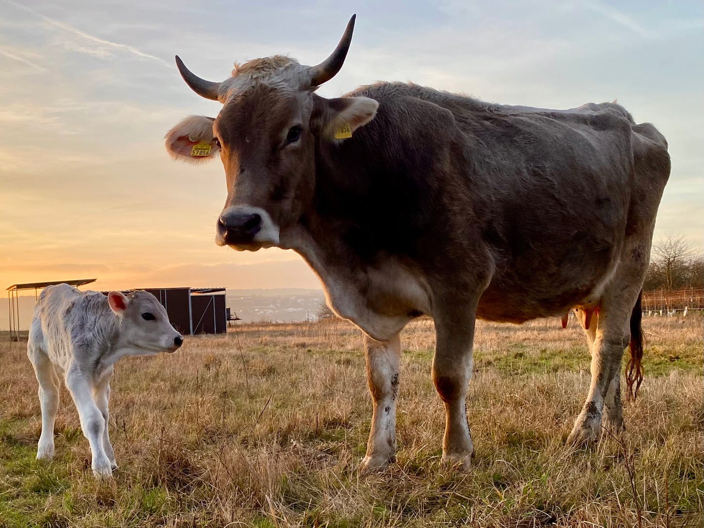 Große Käsekiste - Abholung ab Hof