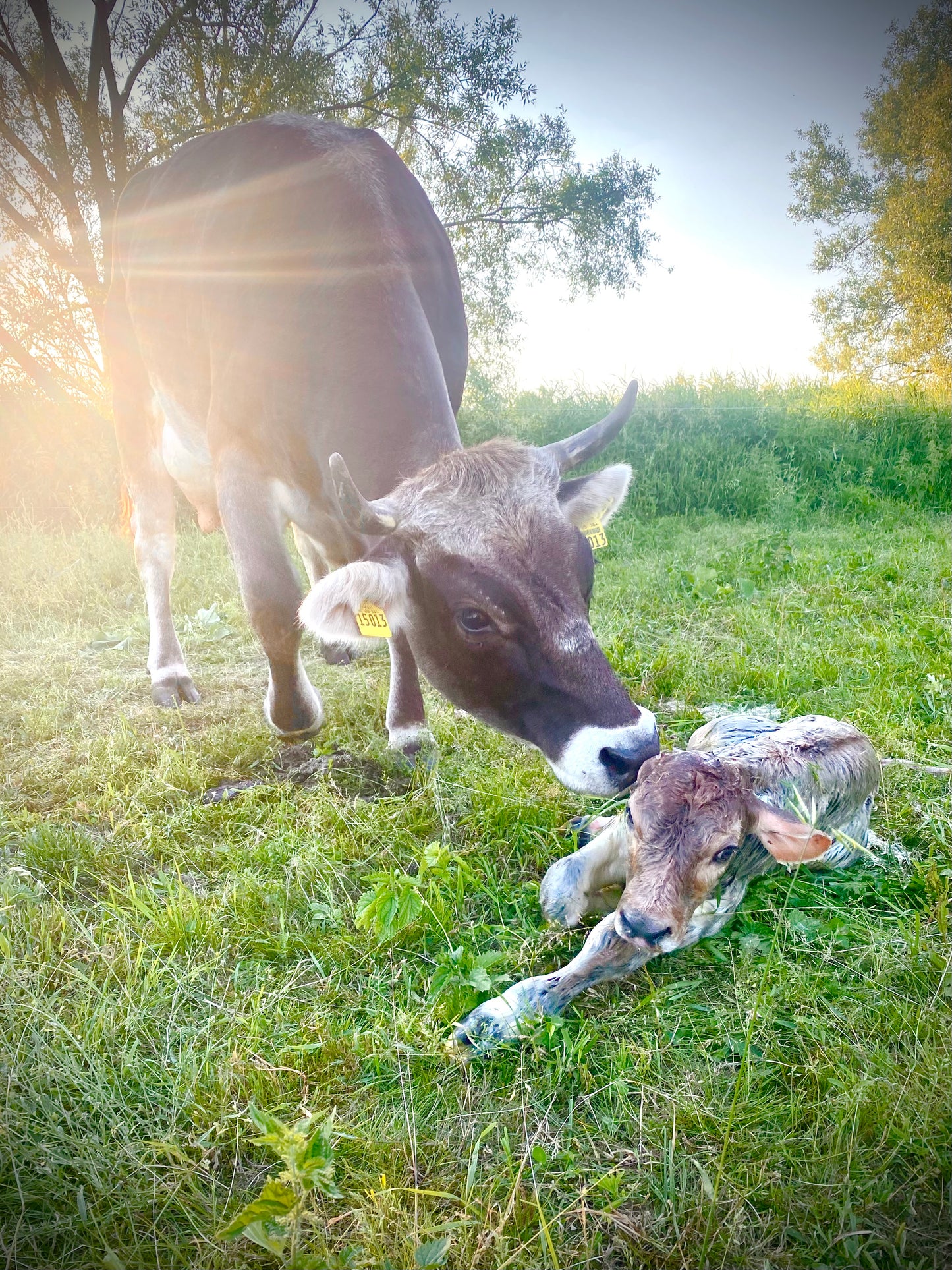 Kleine Käsekiste