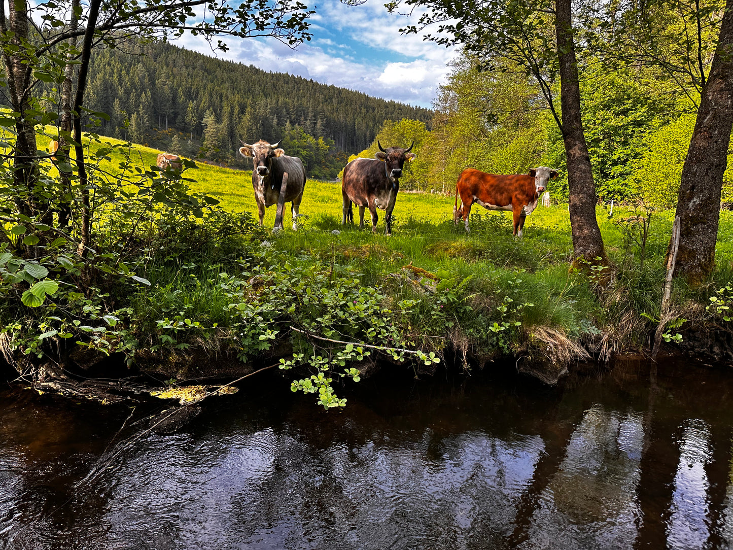 Gemischter Käsegruß von unseren Kühen! inkl. Express Kühlversand