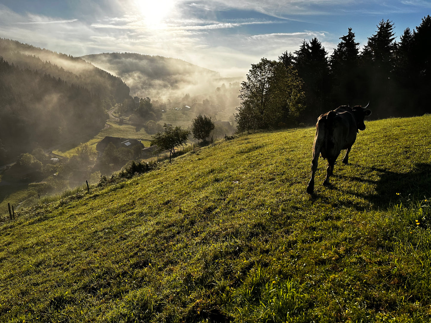 Gemischter Käsegruß von unseren Kühen! inkl. Express Kühlversand