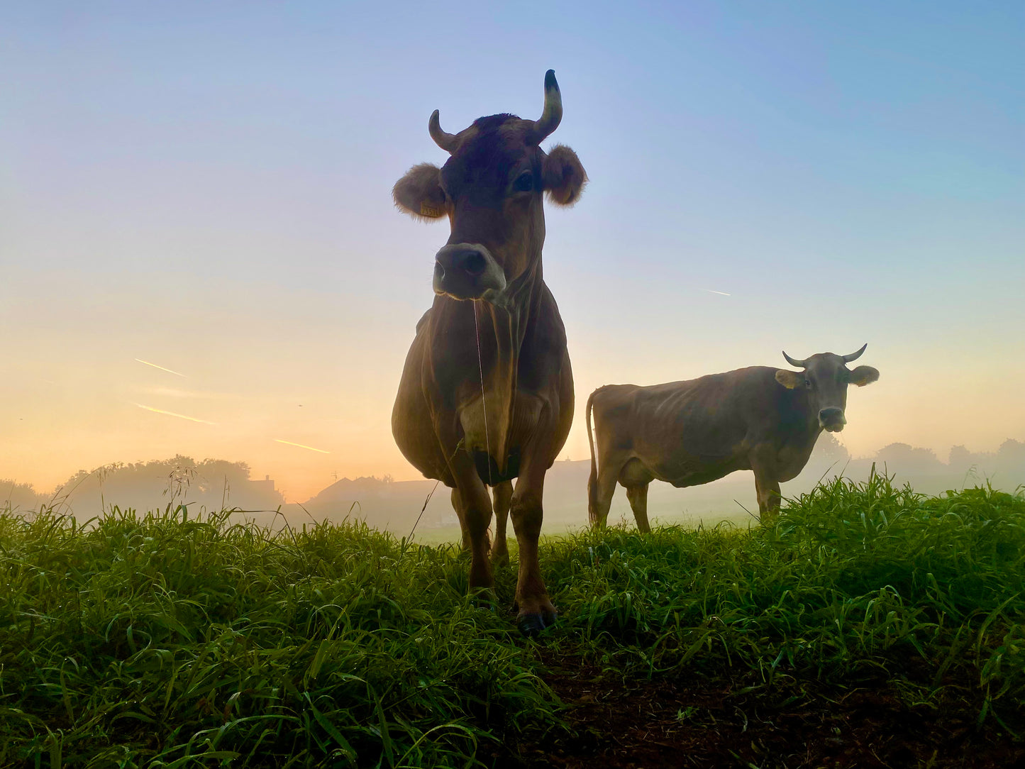 Raclette Käse inkl. Express-Kühlversand
